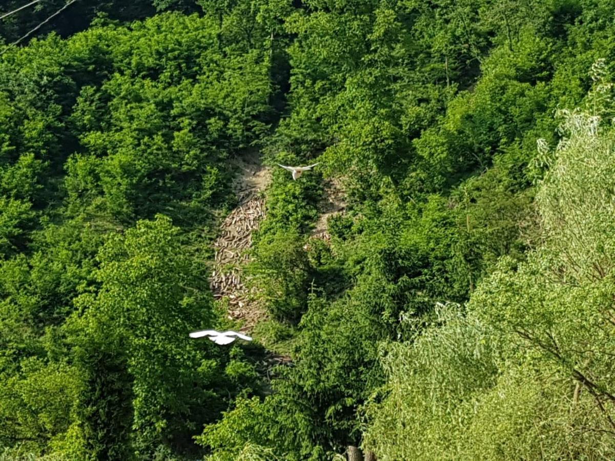 Pensiunea Valea Tonii Strungari Экстерьер фото